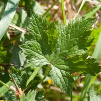 French Cranesbill Cross